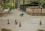 Утки с павлинами вольготно разгуливают по территории