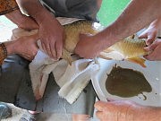 Так берут икру для личинок