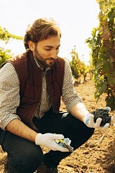 Полным ходом идет уборка урожая, сегодня рабочее место — на виноградниках