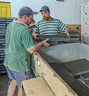 Свою жизнь салаты начинают в специальных поддонах