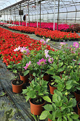 Вот они — цветы победы