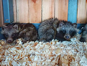 Енотовидные собаки с затопленной Херсонщины