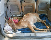 Спасенная олениха