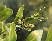 Самшитова вогнівка