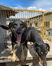 Вихованці «Ковчега»